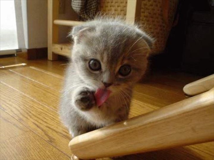 可愛い舌　猫10
